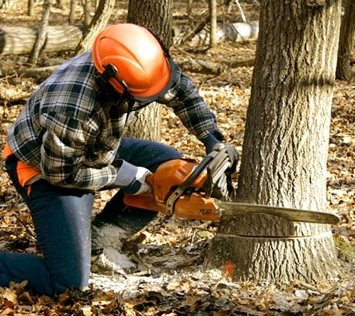 Tree Removal in Belleville, WI